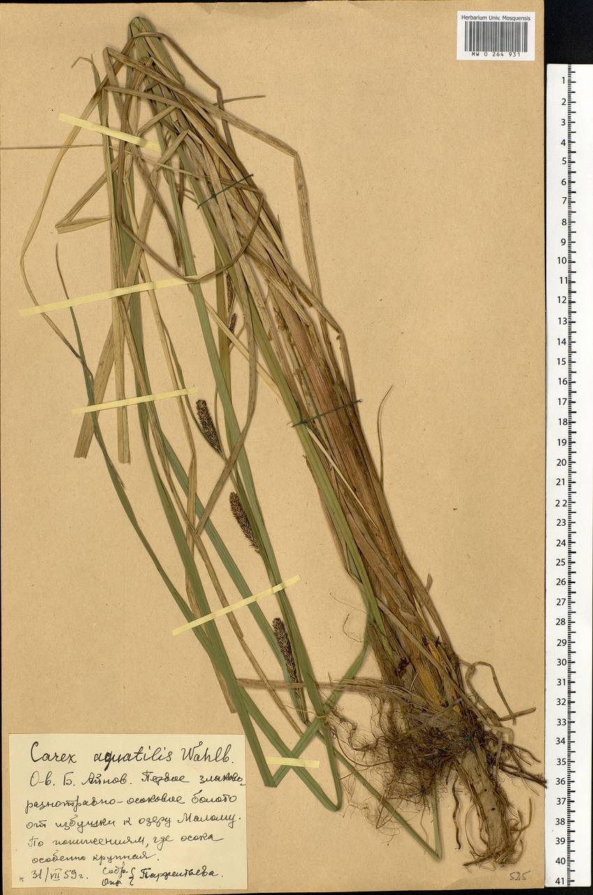 Carex aquatilis Wahlenb., Eastern Europe, Northern region (E1) (Russia)