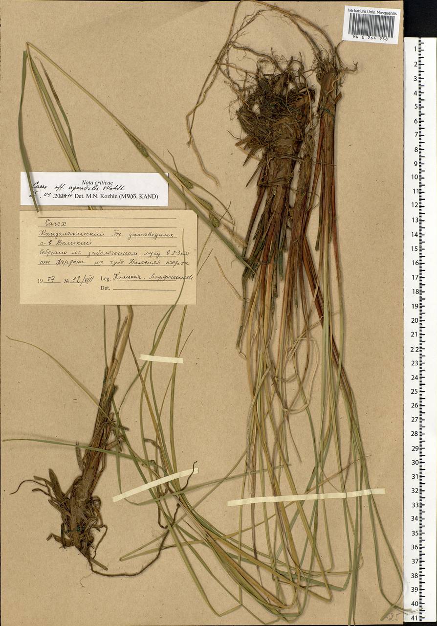 Carex aquatilis Wahlenb., Eastern Europe, Northern region (E1) (Russia)