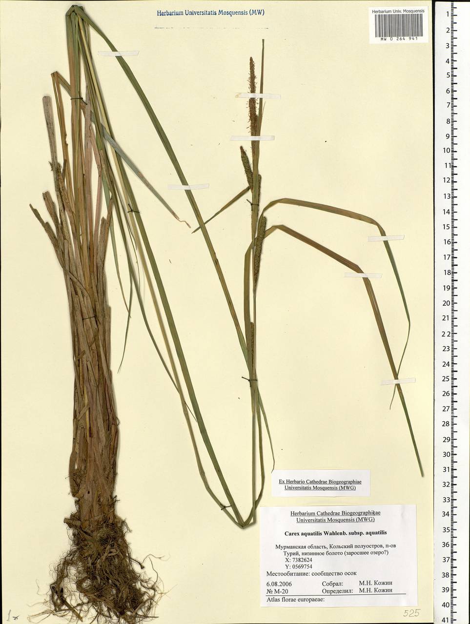 Carex aquatilis Wahlenb., Eastern Europe, Northern region (E1) (Russia)