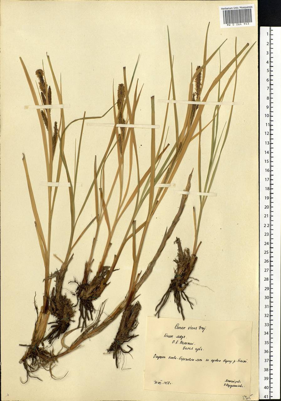 Carex aquatilis Wahlenb., Eastern Europe, Northern region (E1) (Russia)
