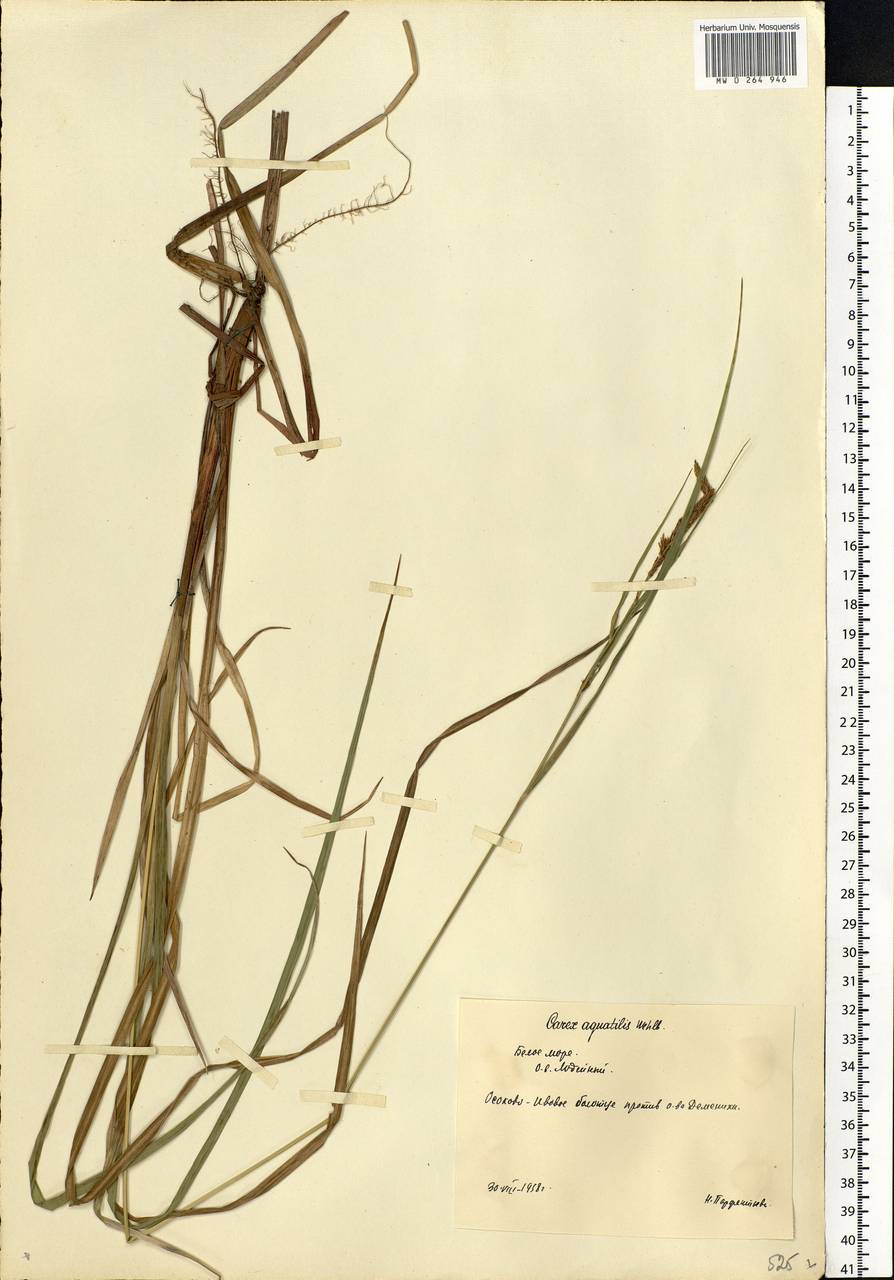 Carex aquatilis Wahlenb., Eastern Europe, Northern region (E1) (Russia)