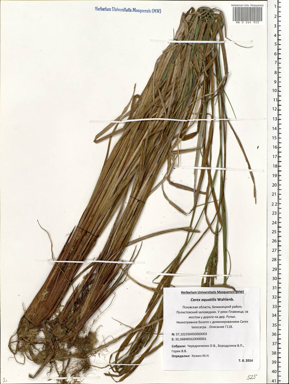Carex aquatilis Wahlenb., Eastern Europe, North-Western region (E2) (Russia)
