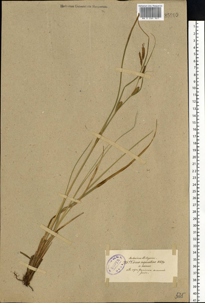 Carex aquatilis Wahlenb., Eastern Europe, North-Western region (E2) (Russia)