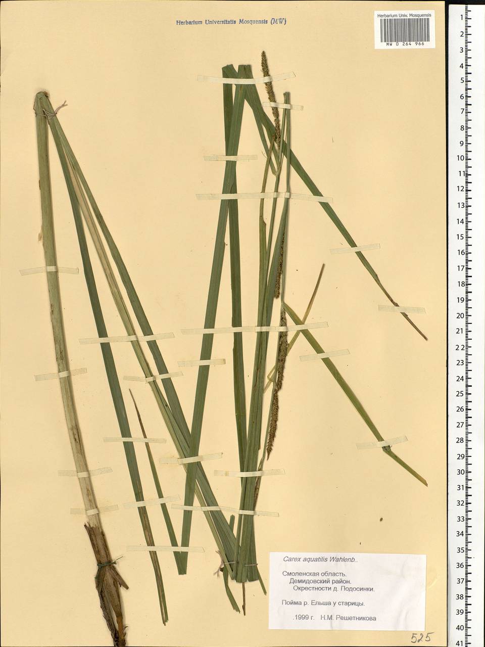 Carex aquatilis Wahlenb., Eastern Europe, Western region (E3) (Russia)