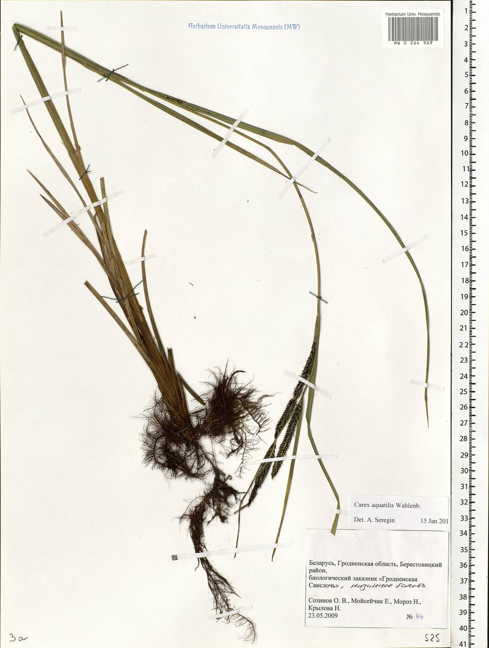 Carex aquatilis Wahlenb., Eastern Europe, Belarus (E3a) (Belarus)