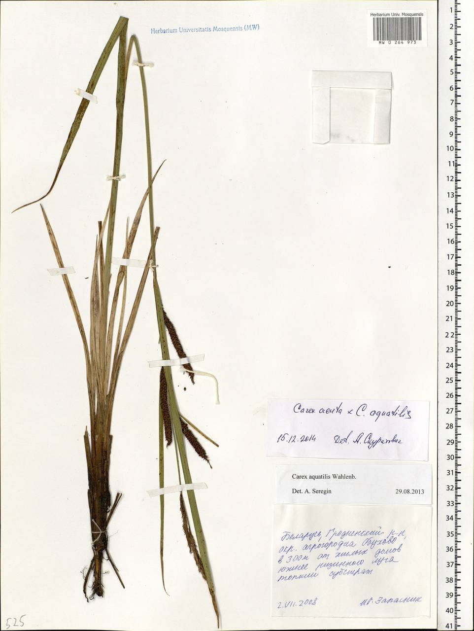 Carex aquatilis Wahlenb., Eastern Europe, Belarus (E3a) (Belarus)