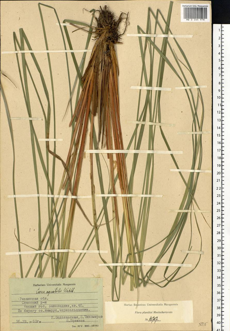 Carex aquatilis Wahlenb., Eastern Europe, Central region (E4) (Russia)