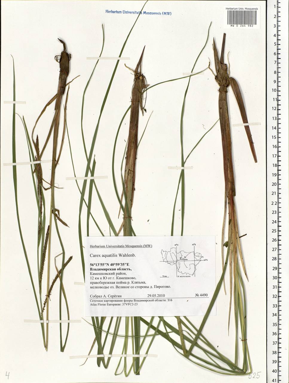 Carex aquatilis Wahlenb., Eastern Europe, Central region (E4) (Russia)