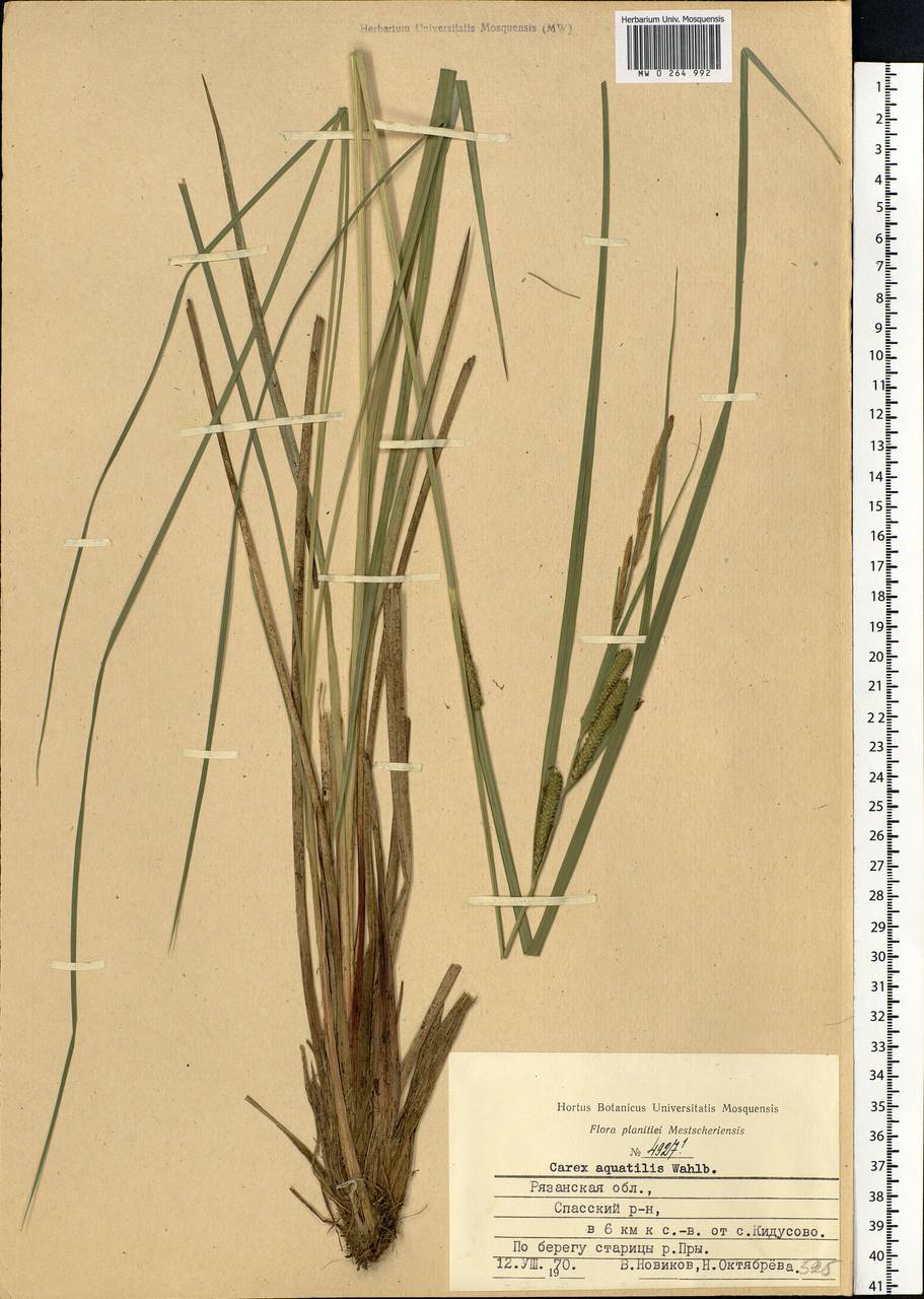 Carex aquatilis Wahlenb., Eastern Europe, Central region (E4) (Russia)