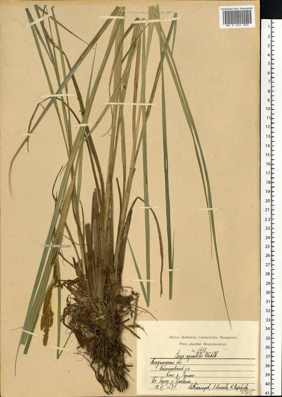 Carex aquatilis Wahlenb., Eastern Europe, Central region (E4) (Russia)