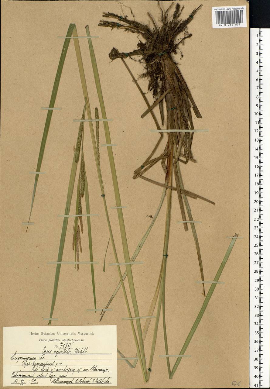 Carex aquatilis Wahlenb., Eastern Europe, Central region (E4) (Russia)