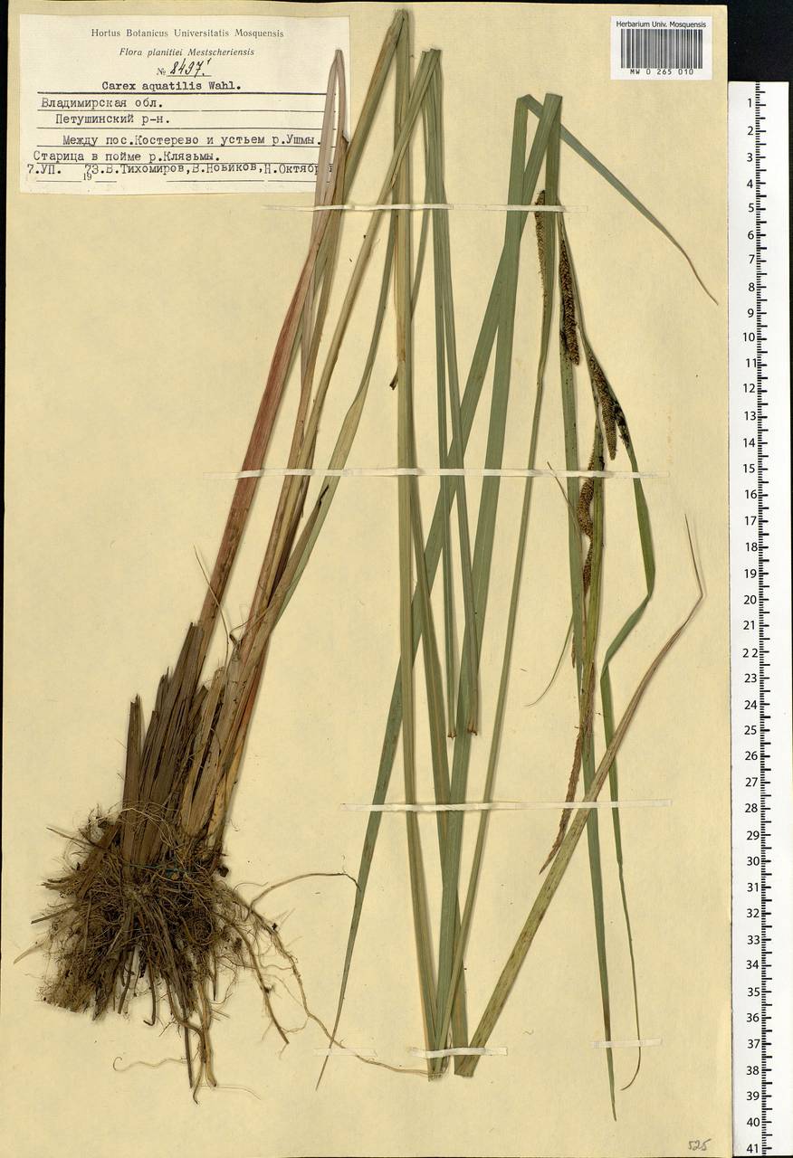 Carex aquatilis Wahlenb., Eastern Europe, Central region (E4) (Russia)