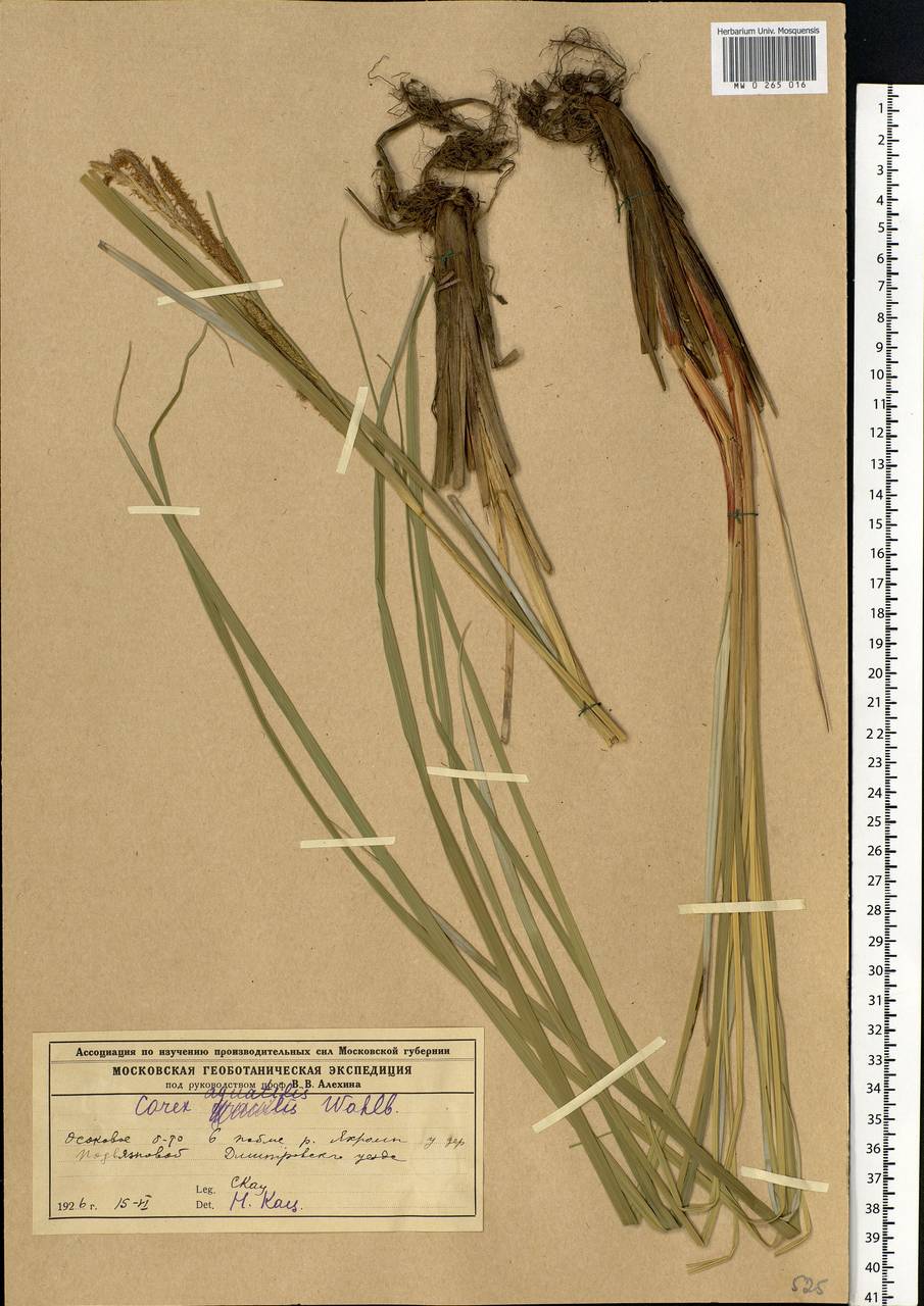 Carex aquatilis Wahlenb., Eastern Europe, Moscow region (E4a) (Russia)