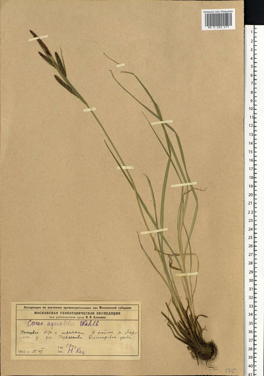 Carex aquatilis Wahlenb., Eastern Europe, Moscow region (E4a) (Russia)