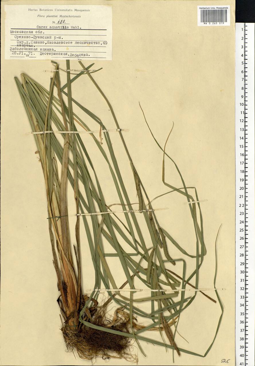 Carex aquatilis Wahlenb., Eastern Europe, Moscow region (E4a) (Russia)