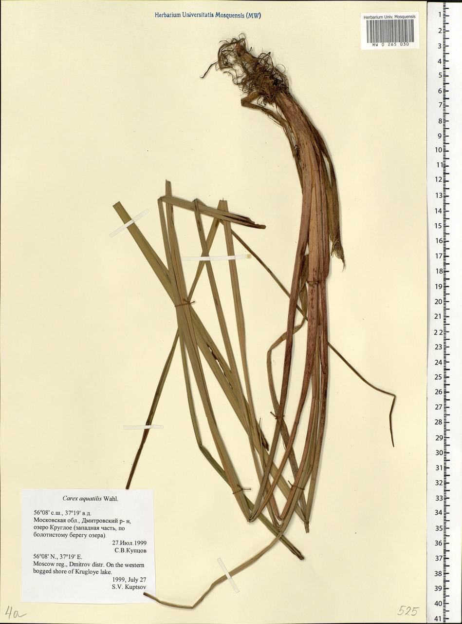 Carex aquatilis Wahlenb., Eastern Europe, Moscow region (E4a) (Russia)