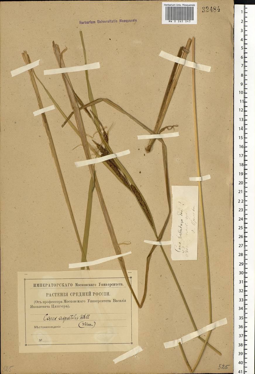 Carex aquatilis Wahlenb., Eastern Europe, Central forest region (E5) (Russia)