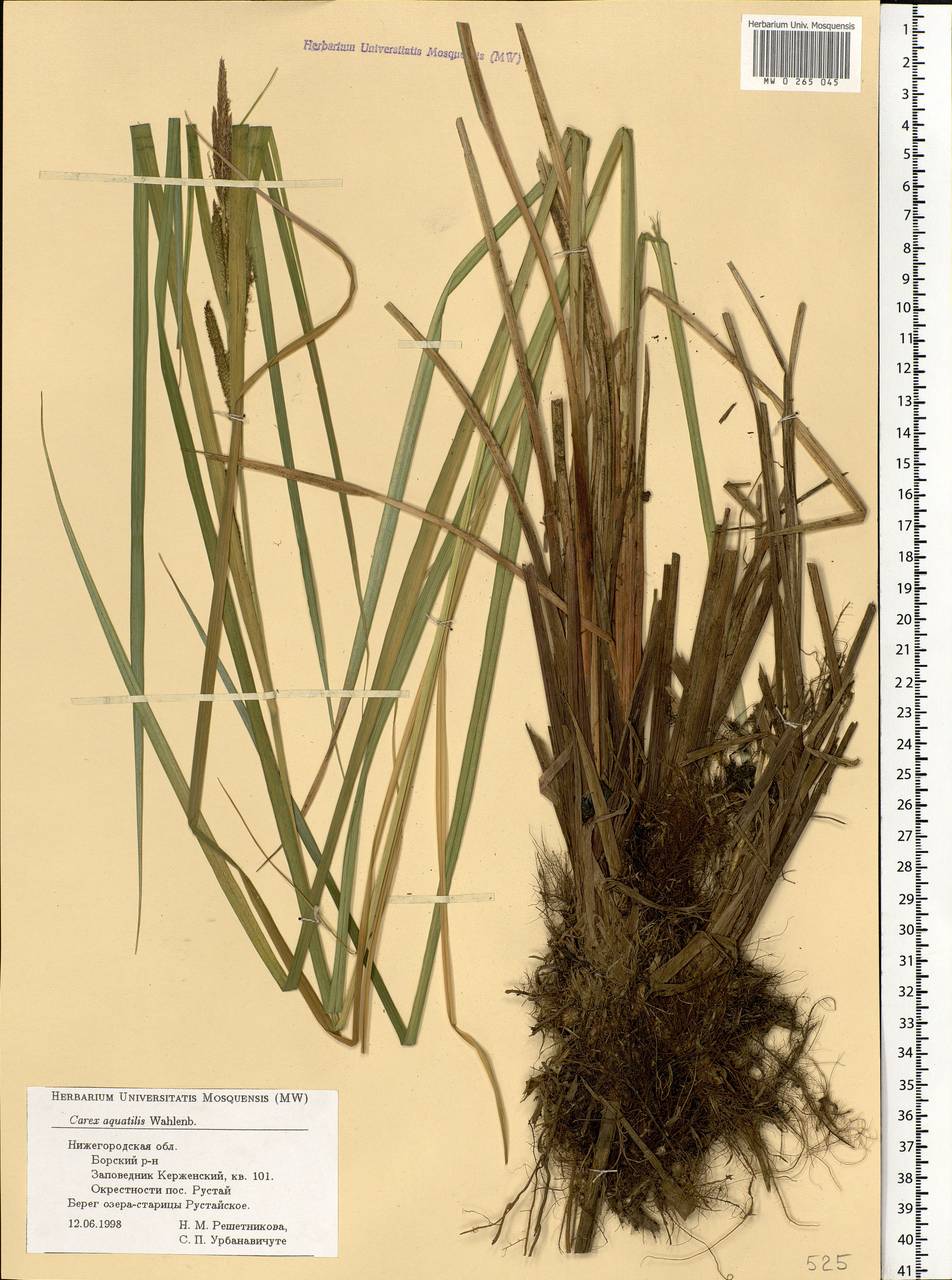 Carex aquatilis Wahlenb., Eastern Europe, Volga-Kama region (E7) (Russia)