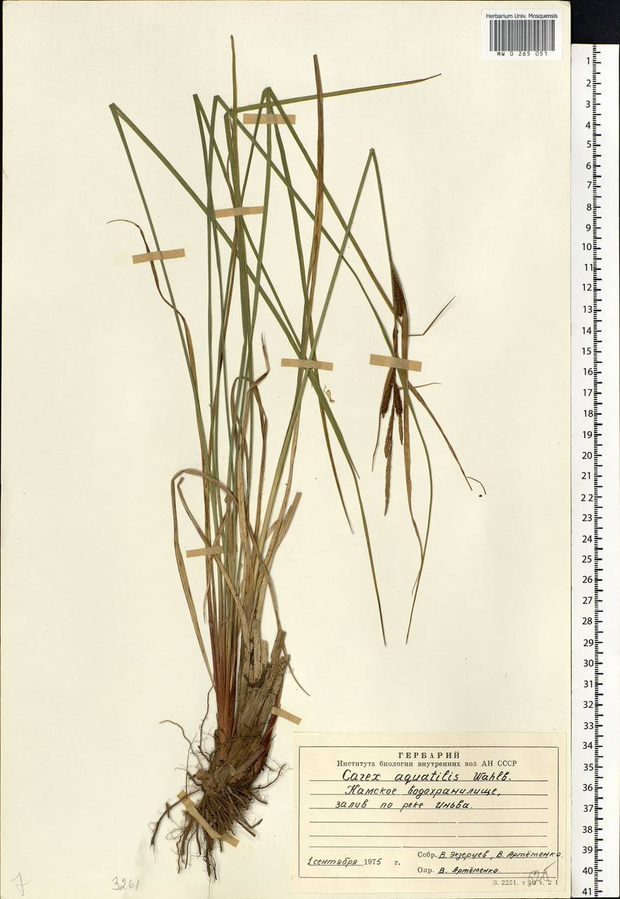 Carex aquatilis Wahlenb., Eastern Europe, Eastern region (E10) (Russia)