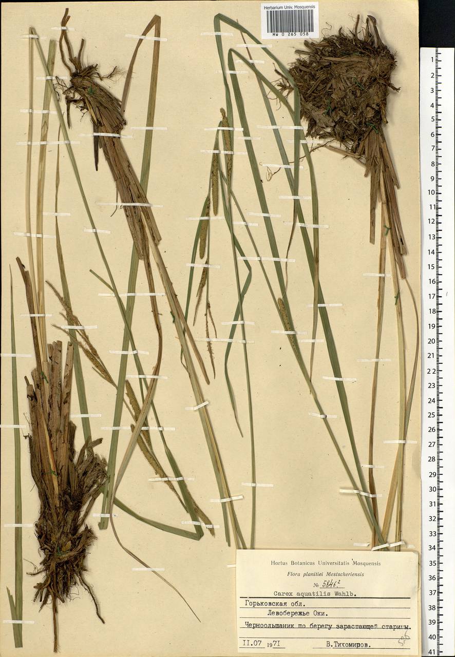 Carex aquatilis Wahlenb., Eastern Europe, Volga-Kama region (E7) (Russia)