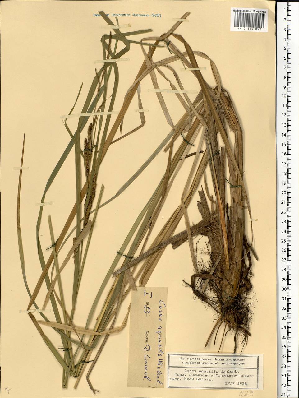 Carex aquatilis Wahlenb., Eastern Europe, Central forest region (E5) (Russia)