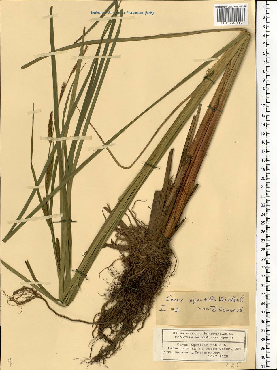 Carex aquatilis Wahlenb., Eastern Europe, Central forest region (E5) (Russia)