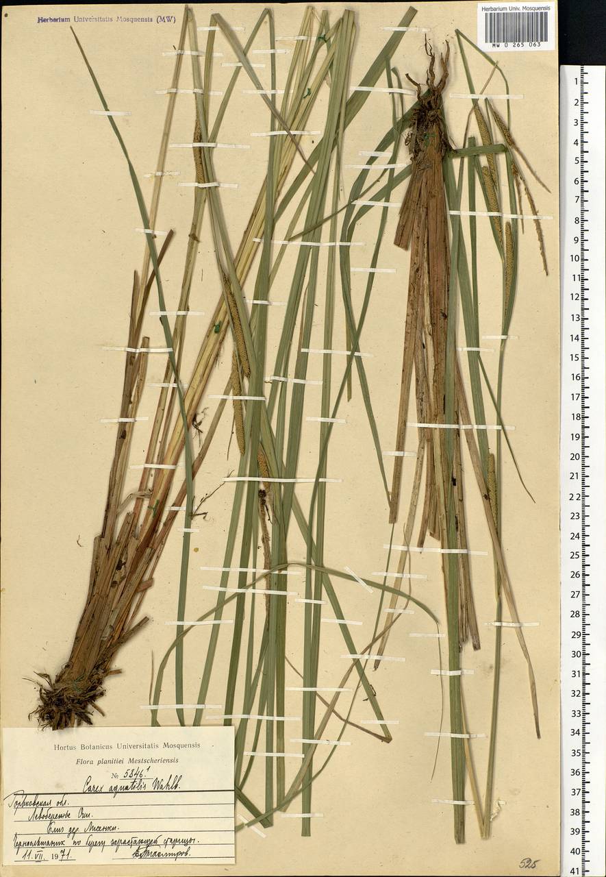 Carex aquatilis Wahlenb., Eastern Europe, Volga-Kama region (E7) (Russia)