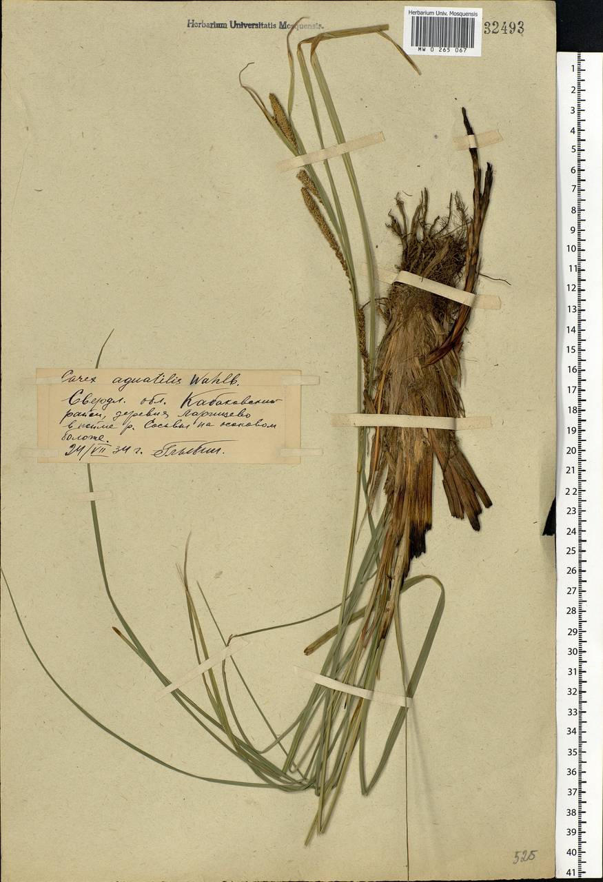 Carex aquatilis Wahlenb., Eastern Europe, Eastern region (E10) (Russia)