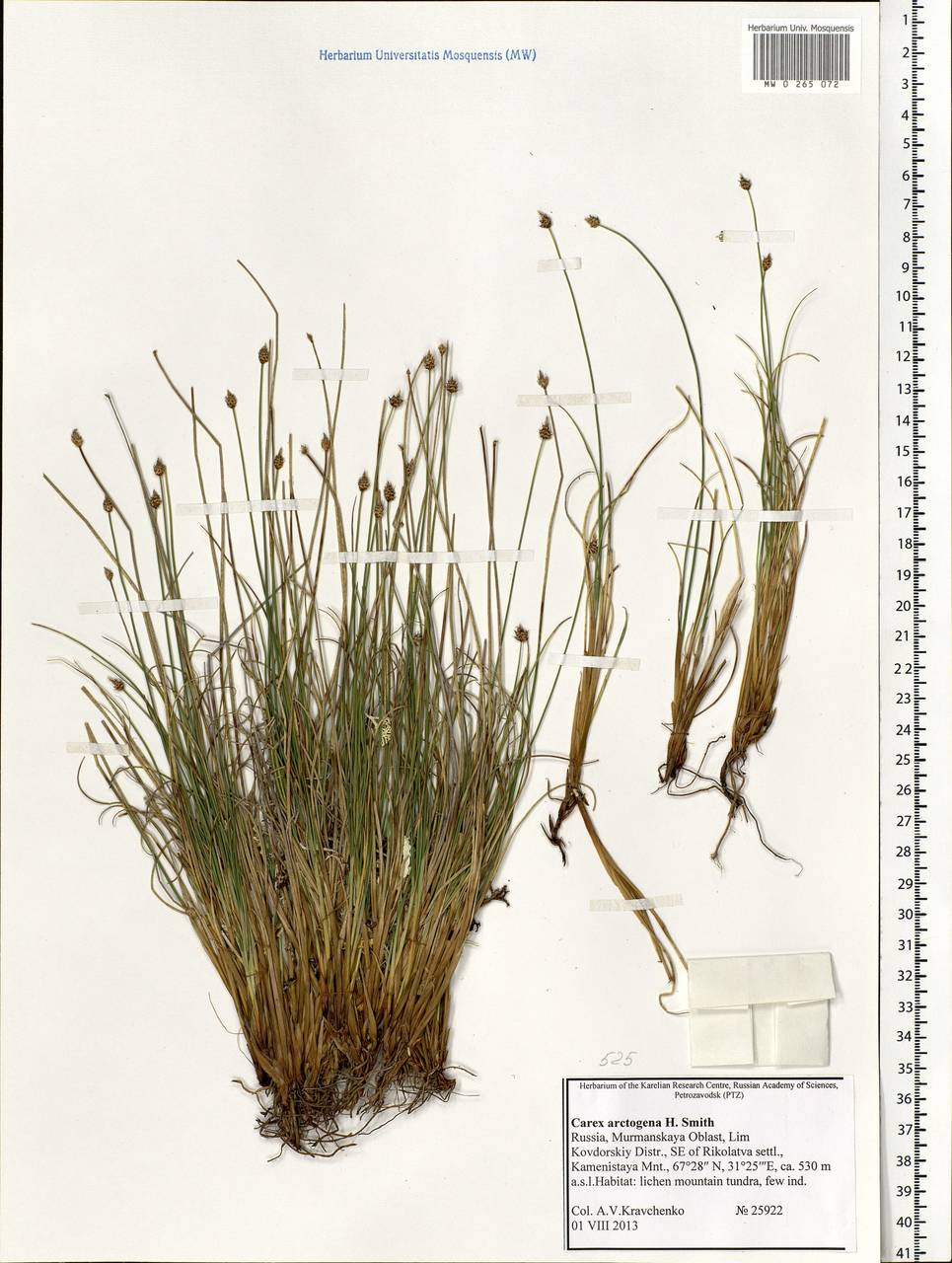 Carex arctogena Harry Sm., Eastern Europe, Northern region (E1) (Russia)