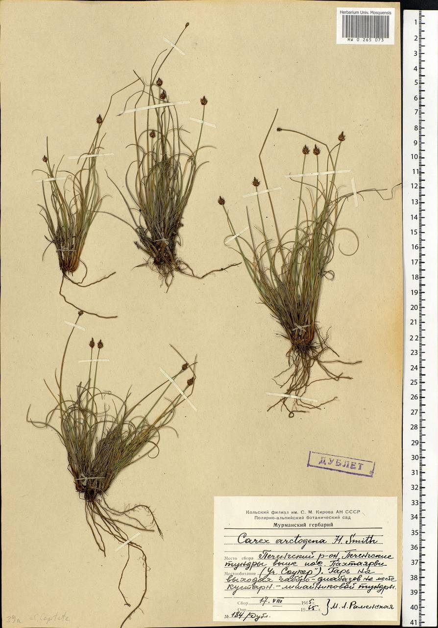 Carex arctogena Harry Sm., Eastern Europe, Northern region (E1) (Russia)