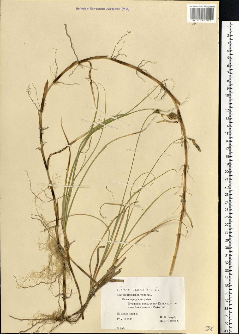 Carex arenaria L., Eastern Europe, North-Western region (E2) (Russia)