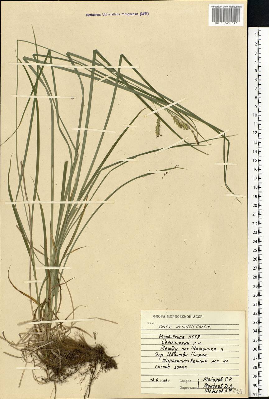 Carex arnellii Christ ex Scheutz, Eastern Europe, Middle Volga region (E8) (Russia)