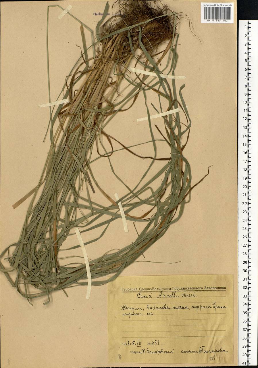 Carex arnellii Christ ex Scheutz, Eastern Europe, Middle Volga region (E8) (Russia)