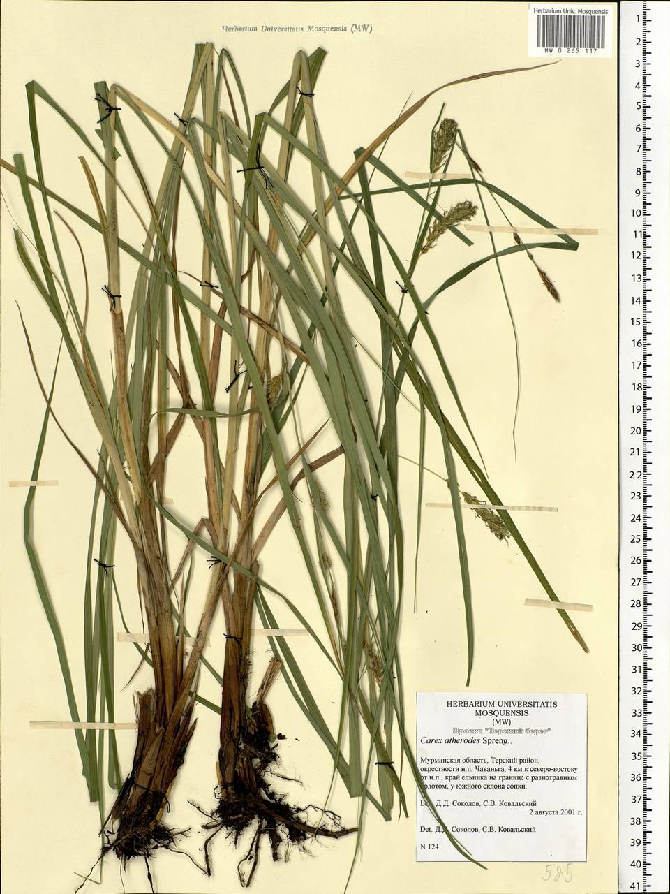 Carex atherodes Spreng., Eastern Europe, Northern region (E1) (Russia)
