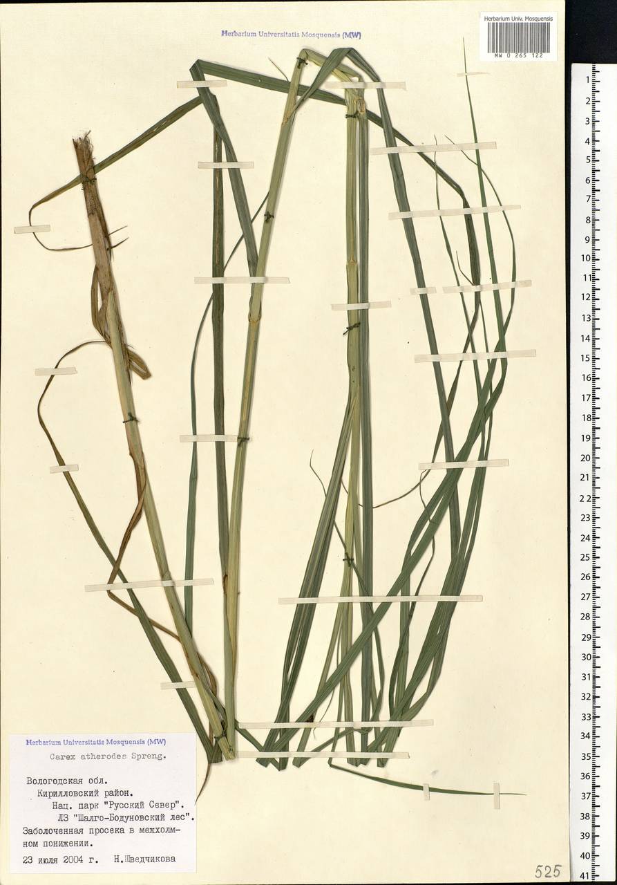 Carex atherodes Spreng., Eastern Europe, Northern region (E1) (Russia)