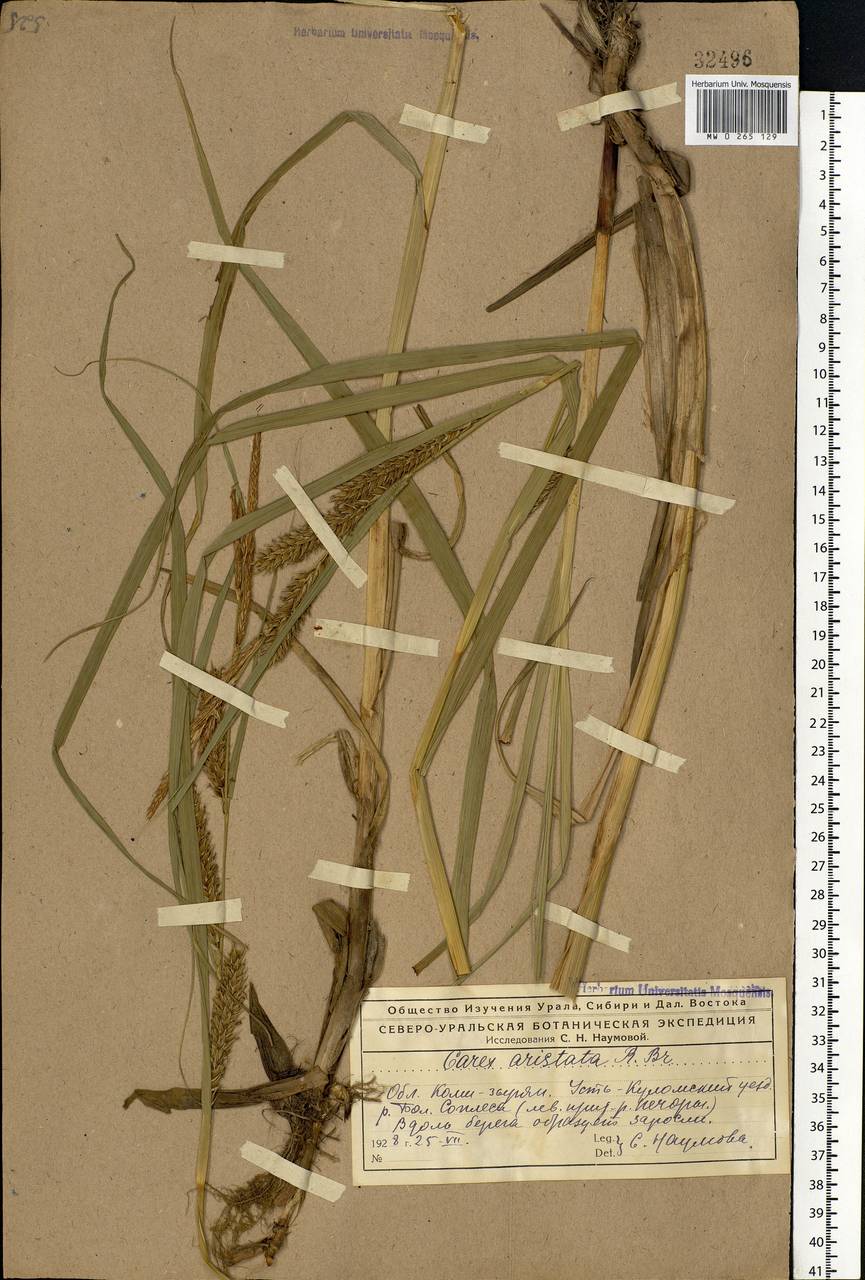 Carex atherodes Spreng., Eastern Europe, Northern region (E1) (Russia)