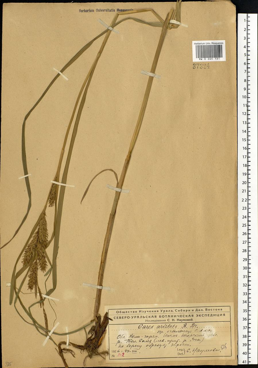 Carex atherodes Spreng., Eastern Europe, Northern region (E1) (Russia)