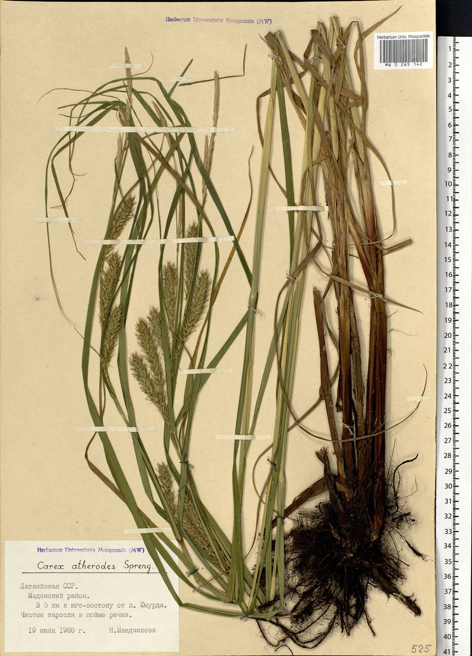 Carex atherodes Spreng., Eastern Europe, Latvia (E2b) (Latvia)