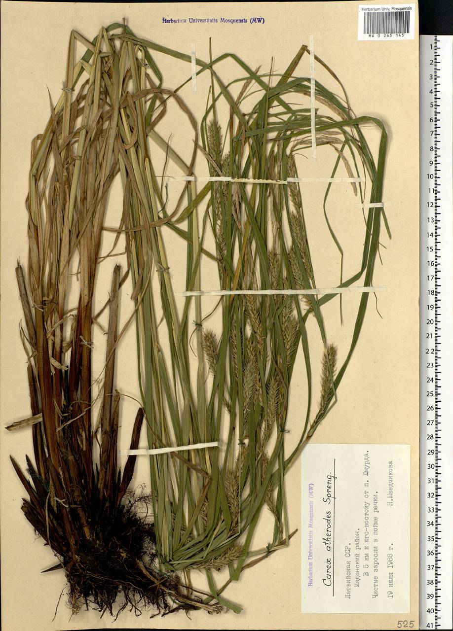 Carex atherodes Spreng., Eastern Europe, Latvia (E2b) (Latvia)