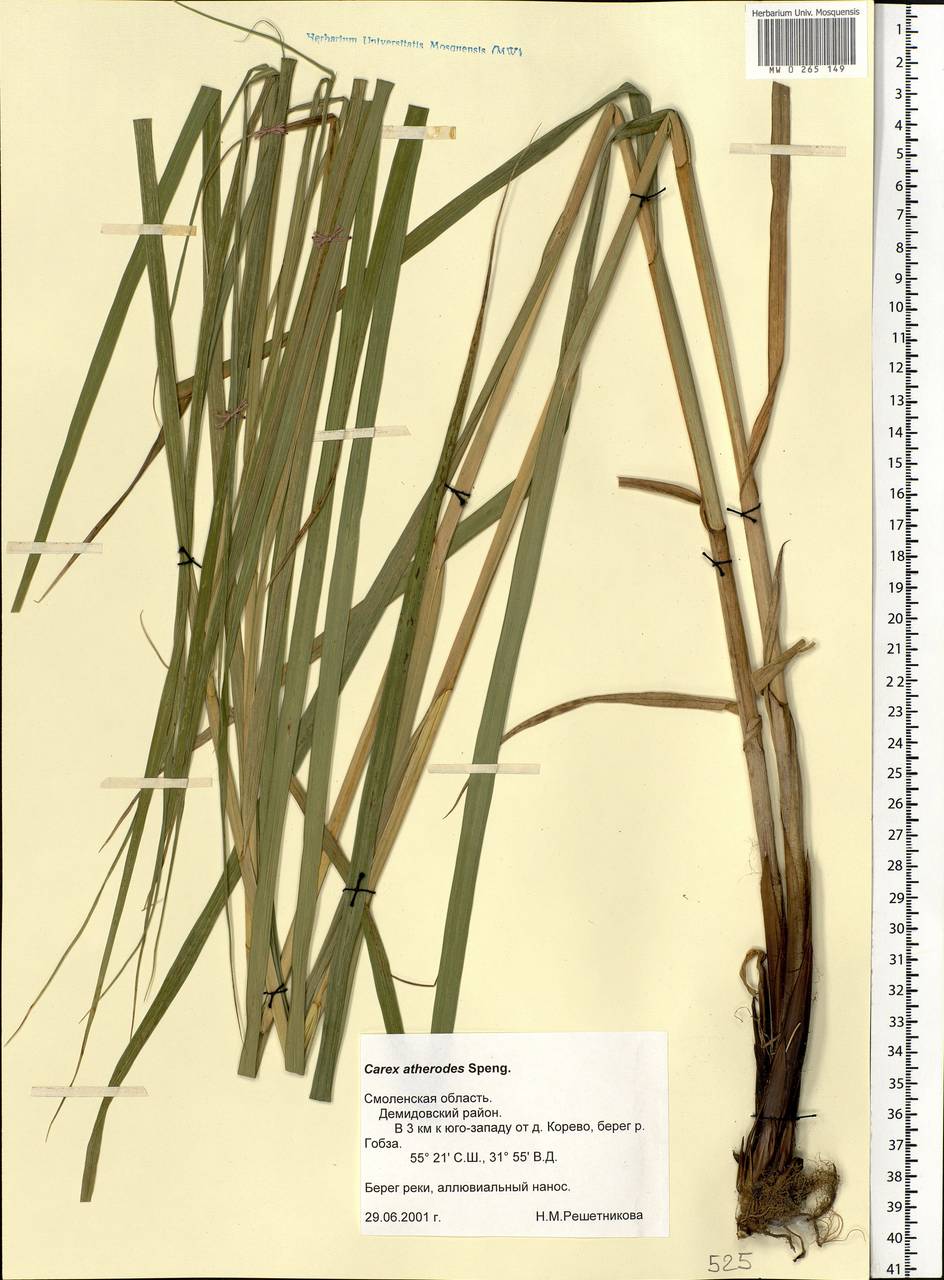 Carex atherodes Spreng., Eastern Europe, Western region (E3) (Russia)