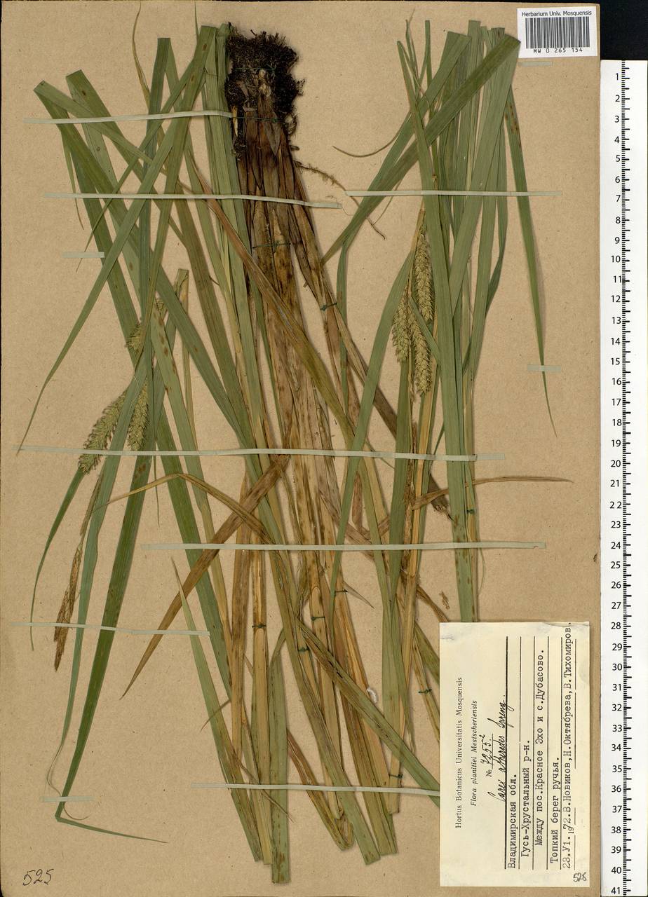 Carex atherodes Spreng., Eastern Europe, Central region (E4) (Russia)