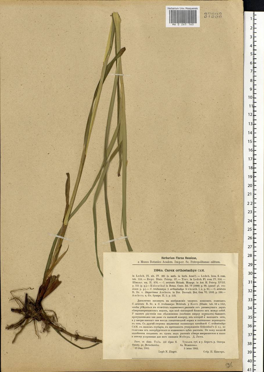 Carex atherodes Spreng., Eastern Europe, Central region (E4) (Russia)