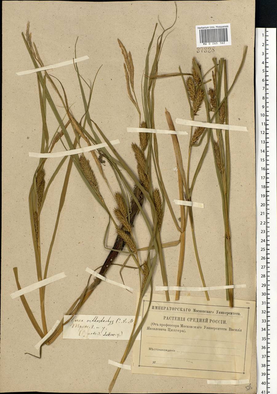 Carex atherodes Spreng., Eastern Europe, Central region (E4) (Russia)