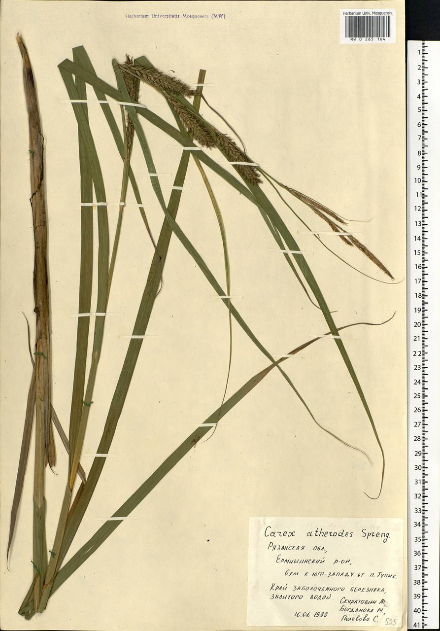 Carex atherodes Spreng., Eastern Europe, Central region (E4) (Russia)
