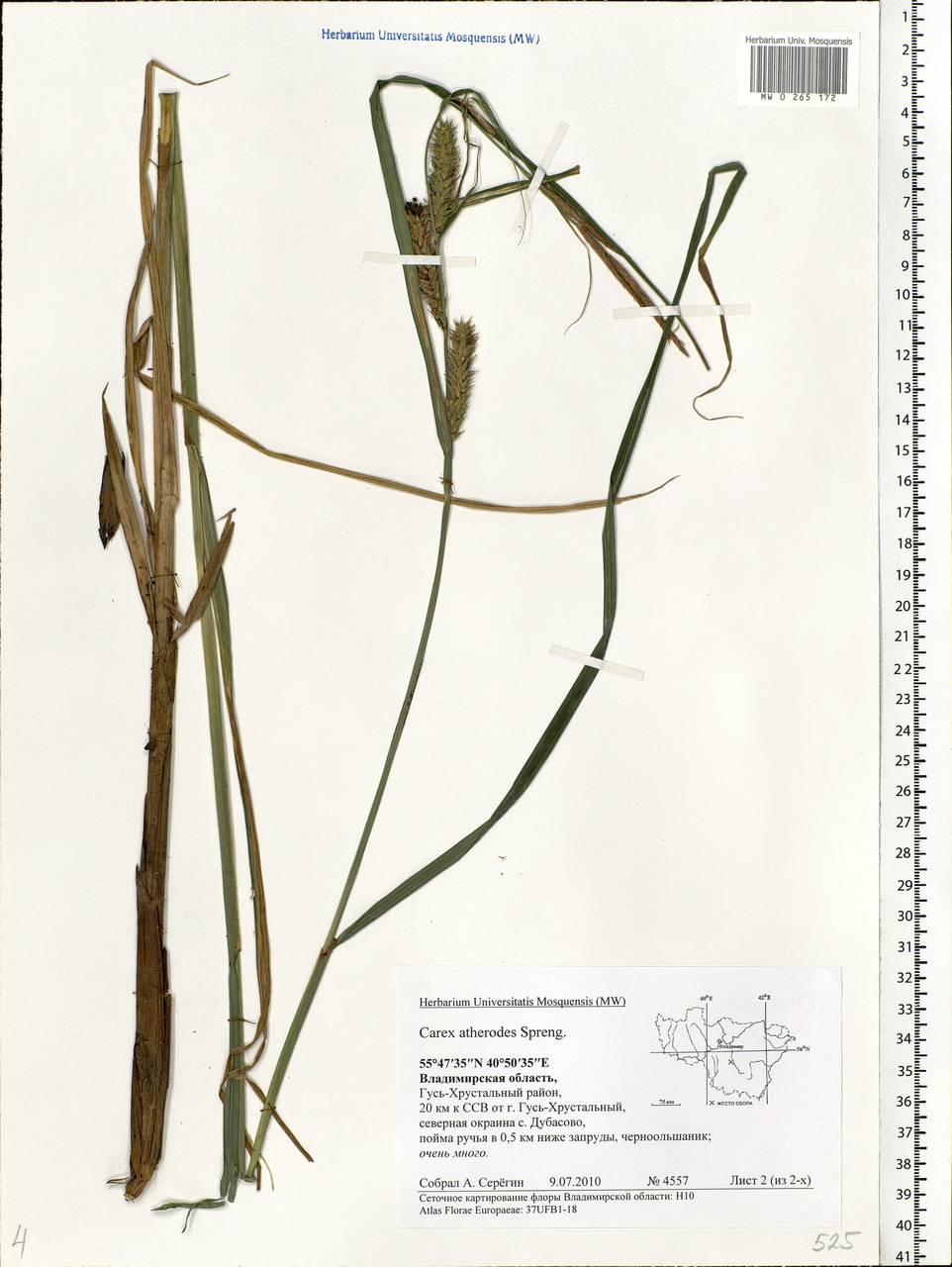 Carex atherodes Spreng., Eastern Europe, Central region (E4) (Russia)