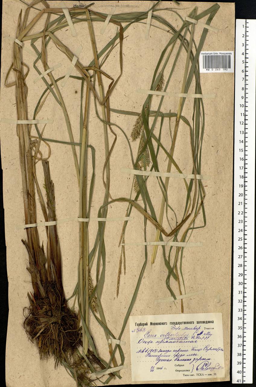 Carex atherodes Spreng., Eastern Europe, Moscow region (E4a) (Russia)