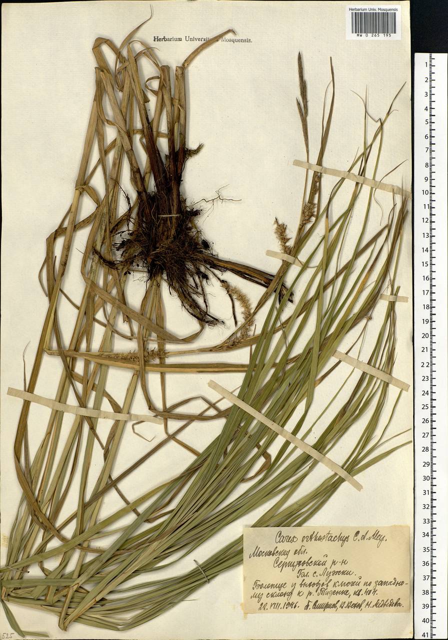 Carex atherodes Spreng., Eastern Europe, Moscow region (E4a) (Russia)