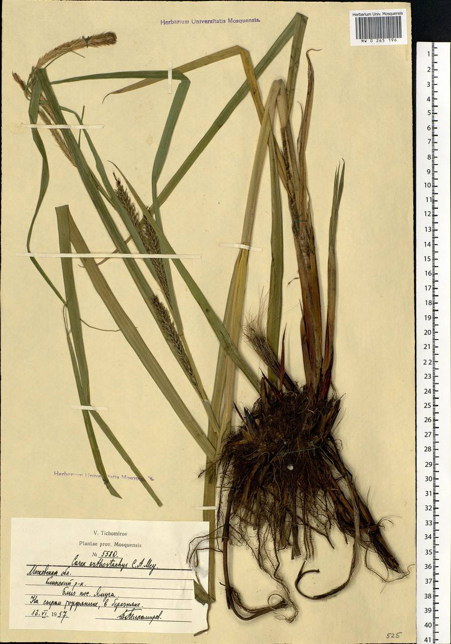 Carex atherodes Spreng., Eastern Europe, Moscow region (E4a) (Russia)