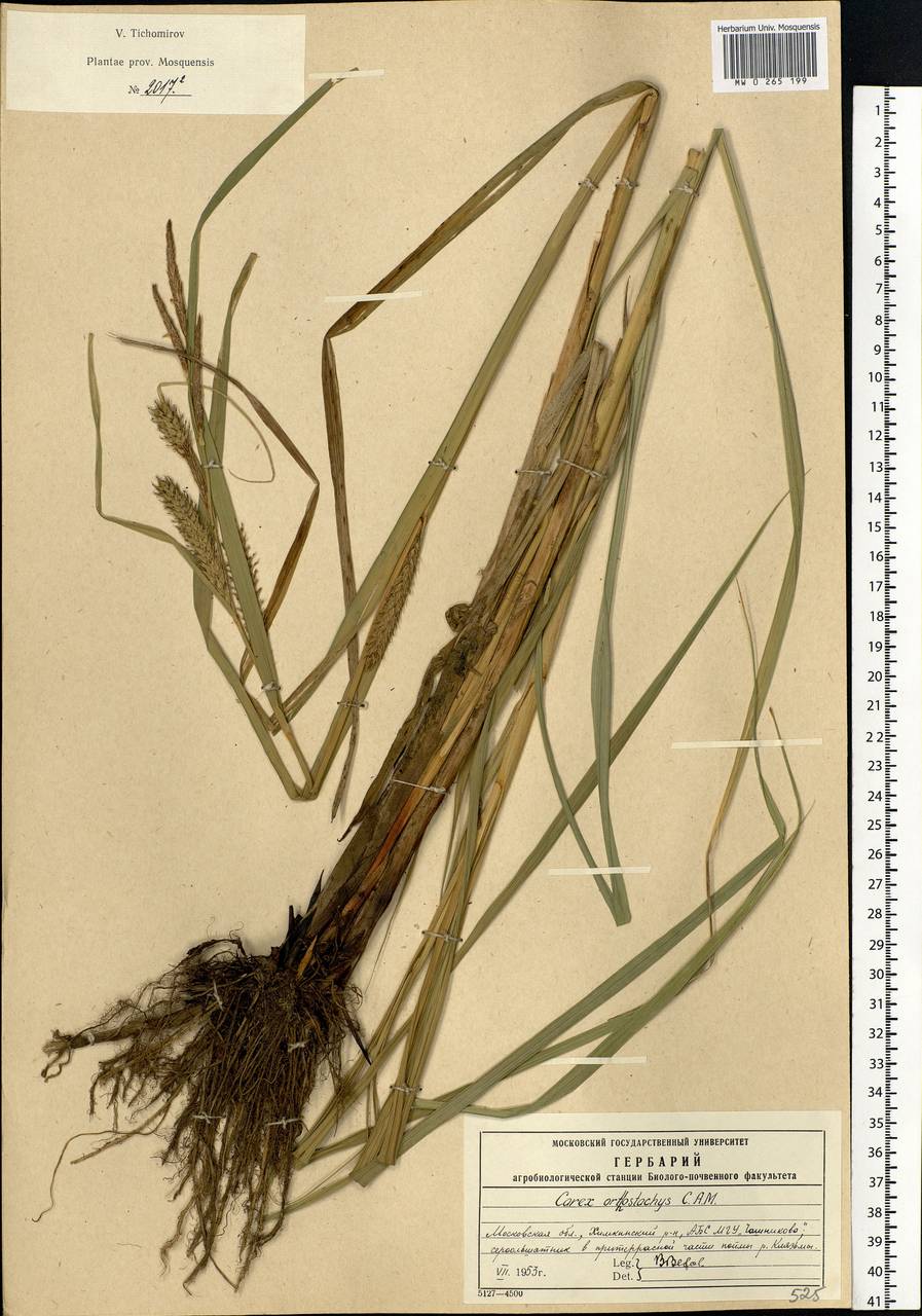 Carex atherodes Spreng., Eastern Europe, Moscow region (E4a) (Russia)