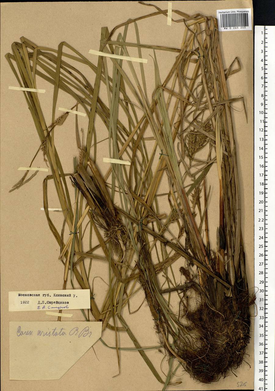 Carex atherodes Spreng., Eastern Europe, Moscow region (E4a) (Russia)